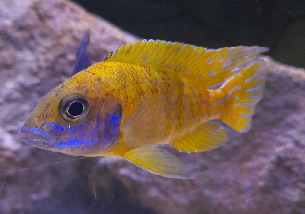 Aulonocara Baenschi Benga