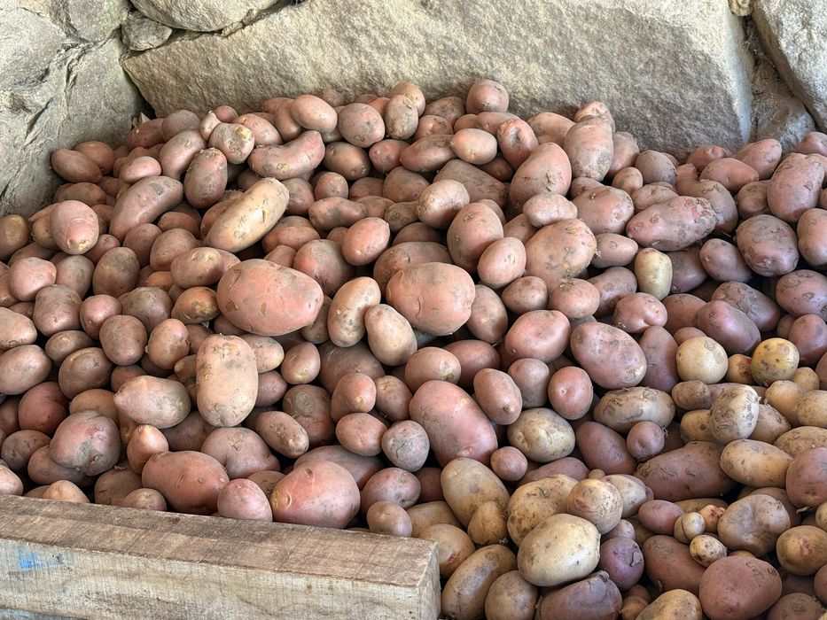 Batata vermelha
