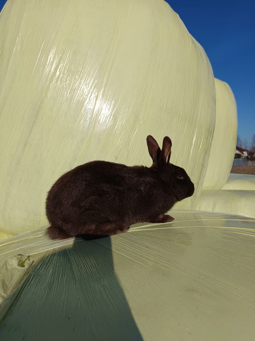 Sprzedam samca kuny wielkiej