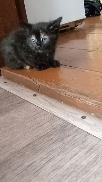 Кошенята безкоштовно