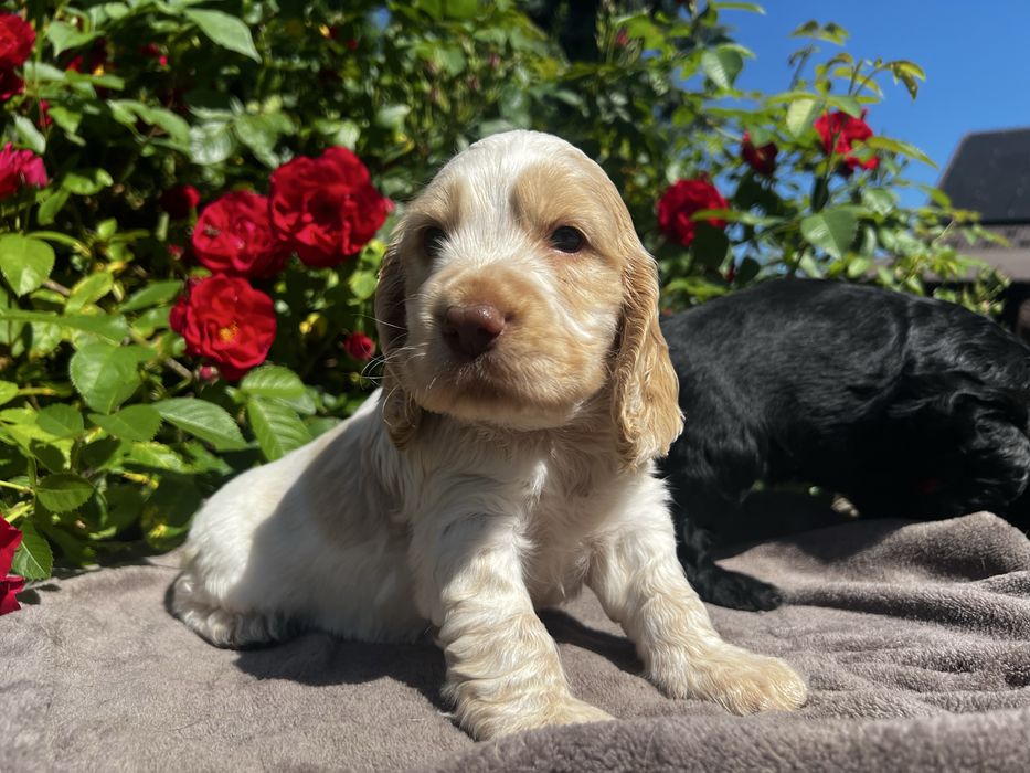 Cocker spaniel angielski