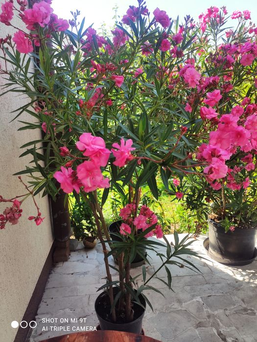 Oleander kwitnący pachnący