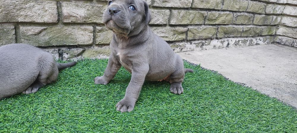 Щенки кане корсо