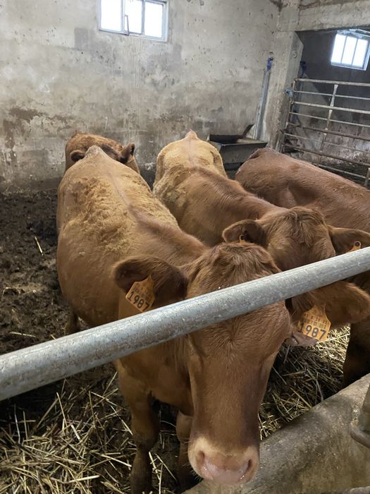 Vitelas Angus Top