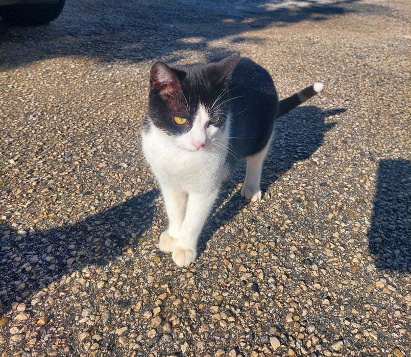 Gatinhos em adopção