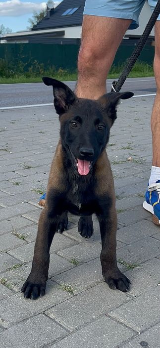 Owczarek belgijski szczeniak