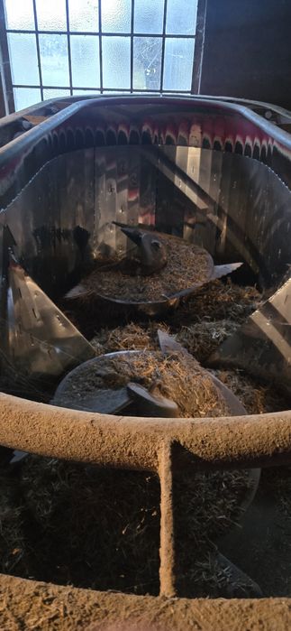 Paszowóz Siloking Trailedline Duo 12