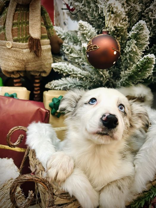 Excelente Menina border collie blue merle olhos azuis