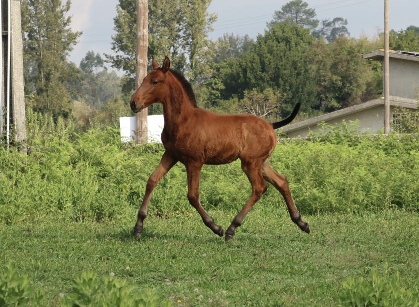 Poldro lusitano puro 3 meses
