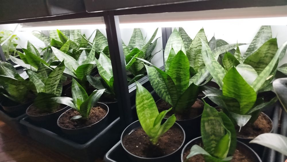 Щучий хвост Сансевиерия Ханни сансивиерия Сансівієрія сансевієрія