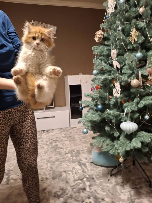 Кошенятка в хороші руки