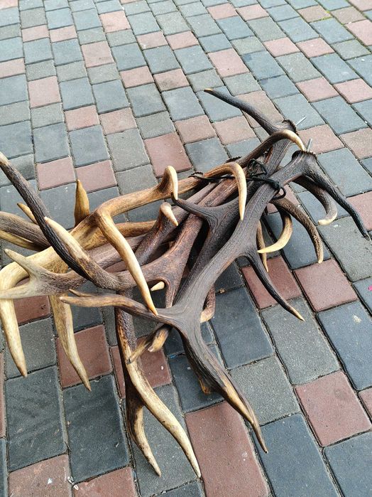 Poroże Rogi Zrzuty 10.2 kg