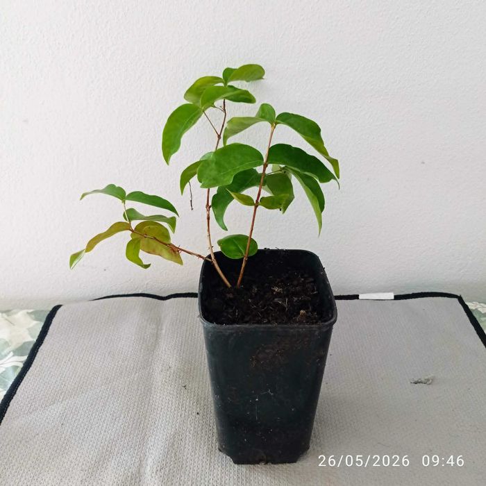 vendo pitangueira preta