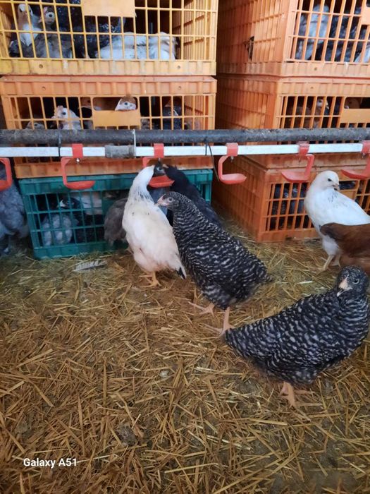 Продам курей опт и розница