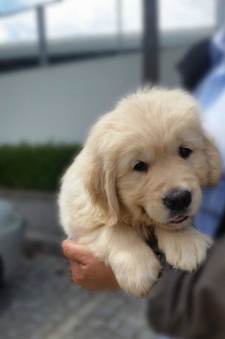 Cachorrinha Golden Retriever C/LOP – Excelente Linhagem