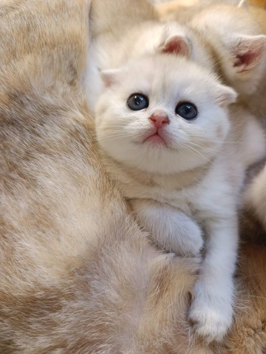Золота шиншила котята