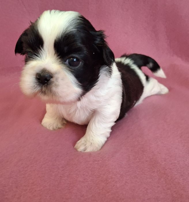 Sunia Shih Tzu rezerwacja