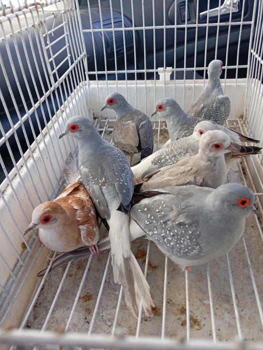 Vendo rolinha diamante