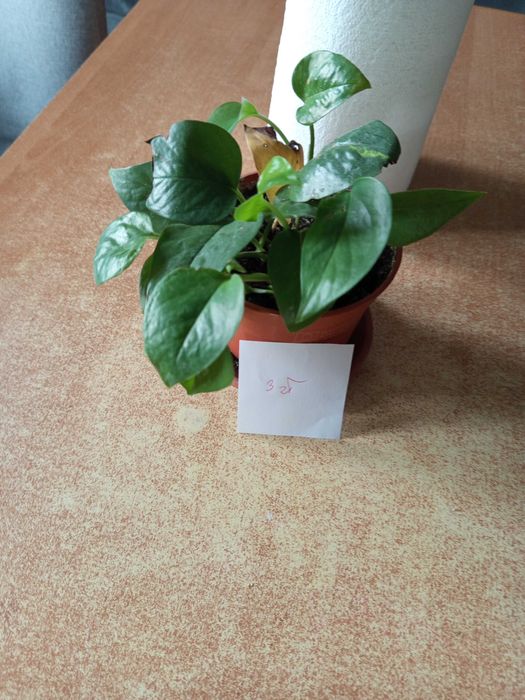 Sprzedam epipremium cena od 3 do 5 zł