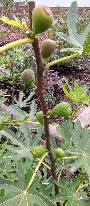 Інжир, живці, черенки, чубуки. Брунсвік, Конадрія та інші сорти