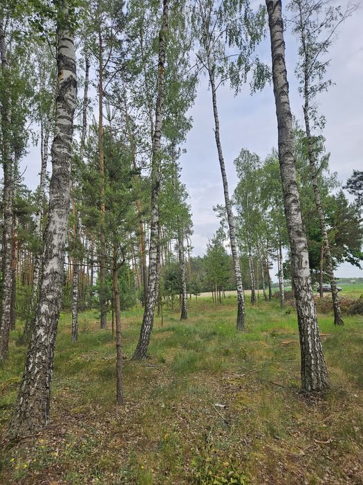 Działka z warunkami zabudowy w lesie 2631m Dokudów Drugi - z możliwością podziału