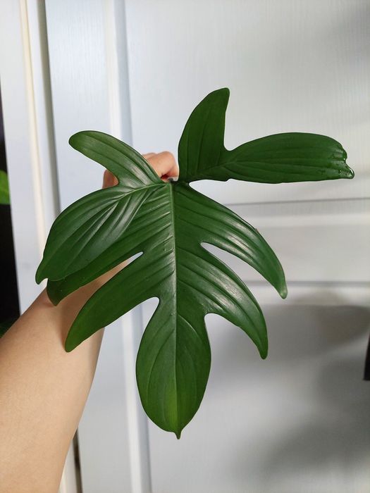 Filodendron pedatum
