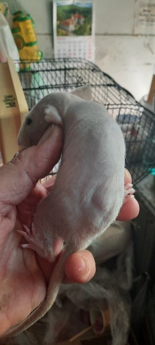Безшерстна криска сфінкс, дівчинка, щурик