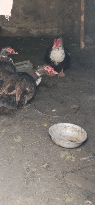 Продам Індокачурі