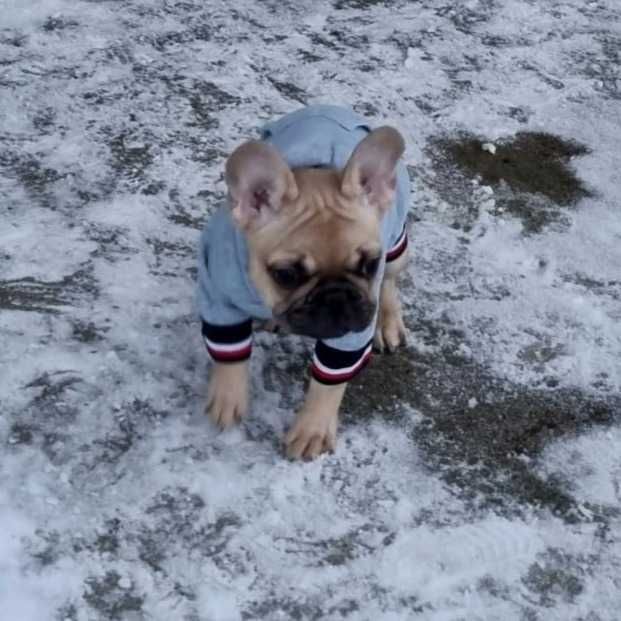 Buldog Francuski FCI,   szczeniak gotowy do zmiany domu