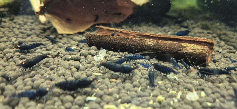 Krewetki Royal Tiger OE carerdina