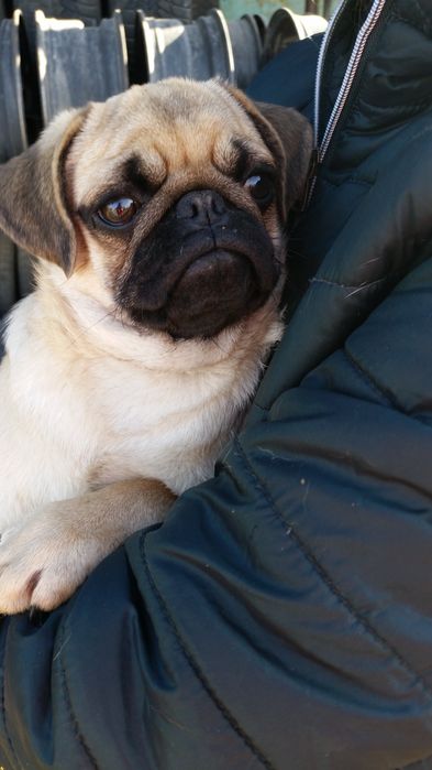 Чудові  мопсятка