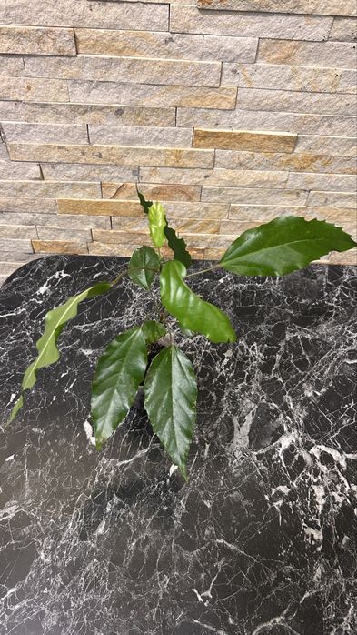 Гібіскус  Купера