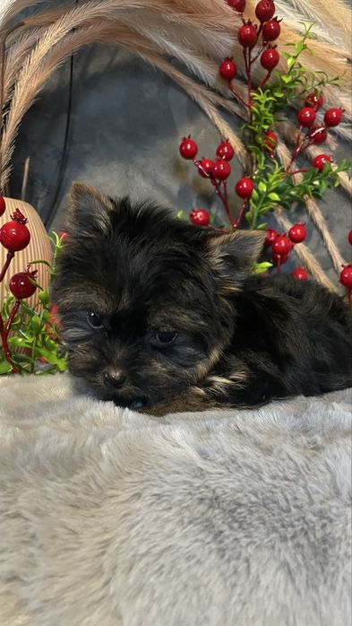 Йорочка-міні дівчинка