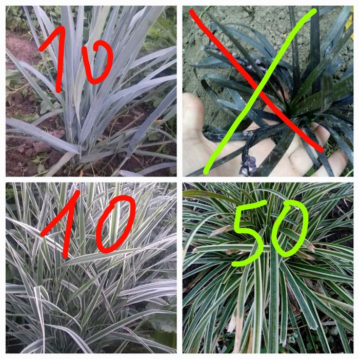 Котовник, іссоп,кніфофія, флокси, гвоздика, гравілат