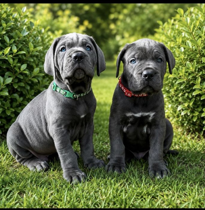 Відкрита продажа щенят-Cane corso