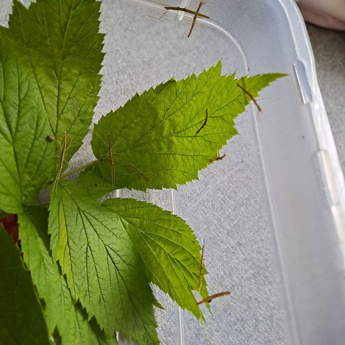 Patyczaki patyczaki .