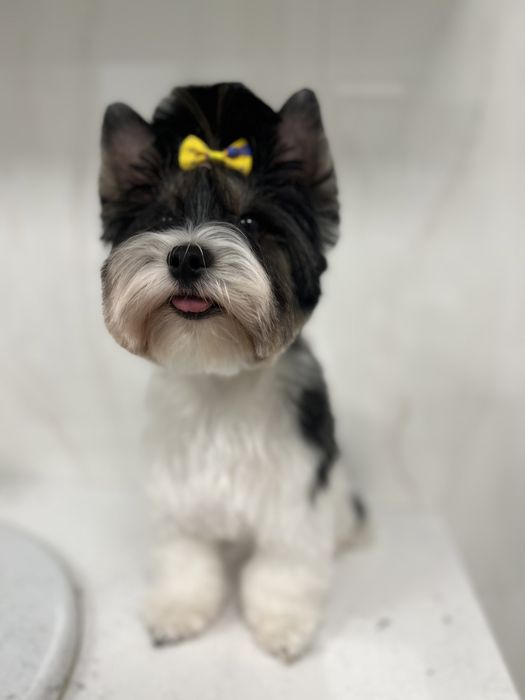 Стрижка собак и котів (грумінг) з виіздом. Стрижка тварин