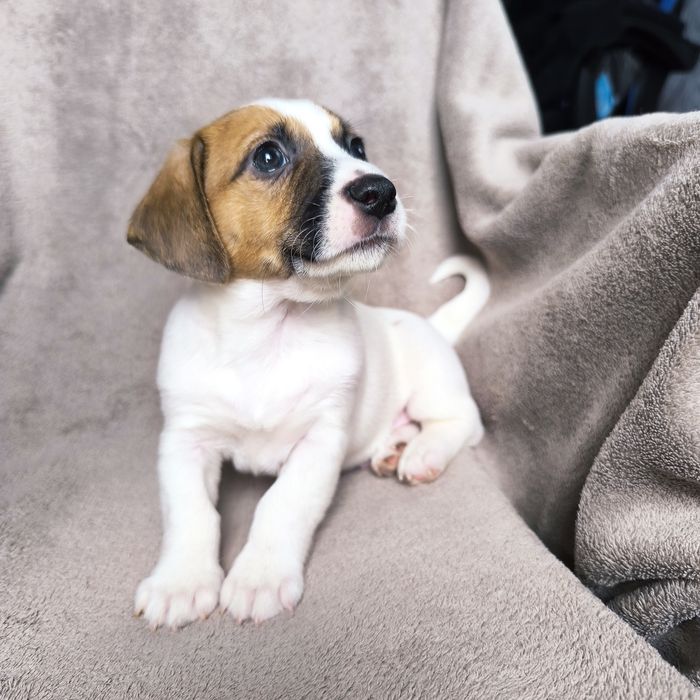 Хлопчик Джек Рассел