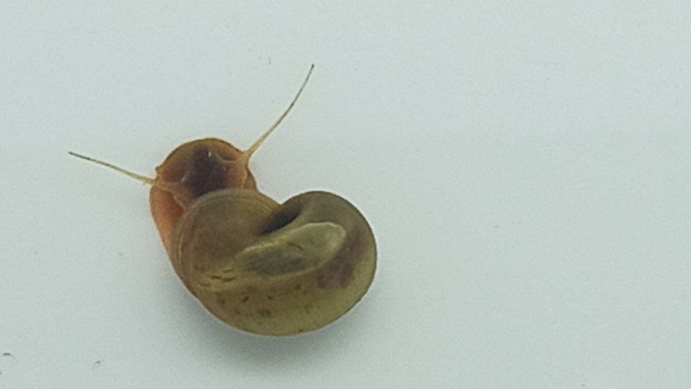 Caracóis de aquário Planorbis