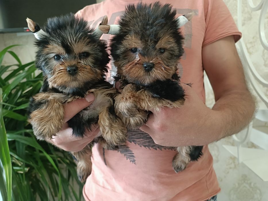 Радость в Вашу семью