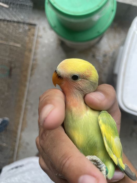 agapornis roseicollis jovem