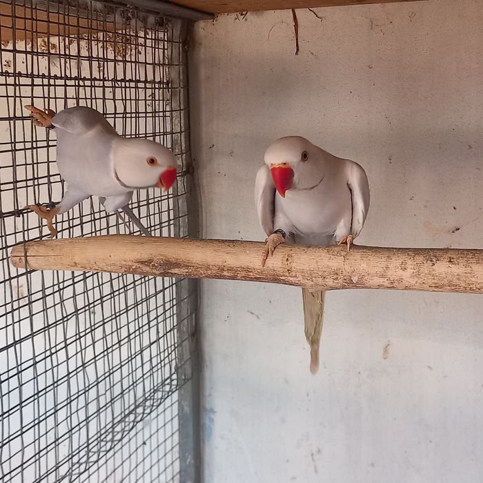 Ring necks / Alexandrinos