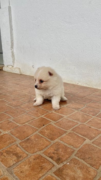 Spitz alemão ( Lulu)