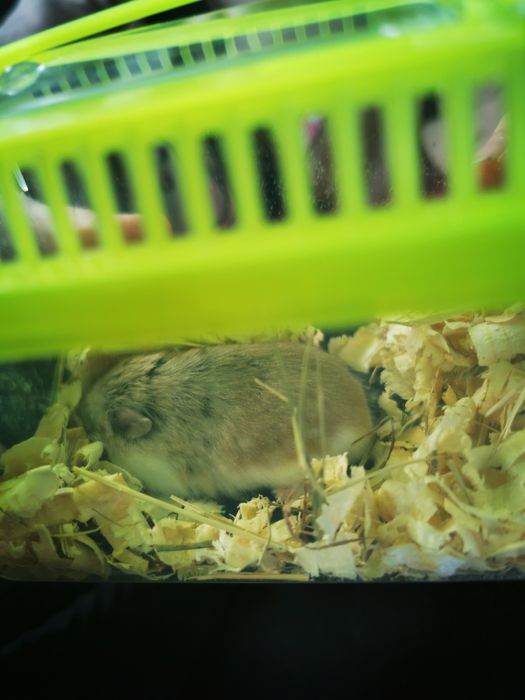 Chomik malutki domowy