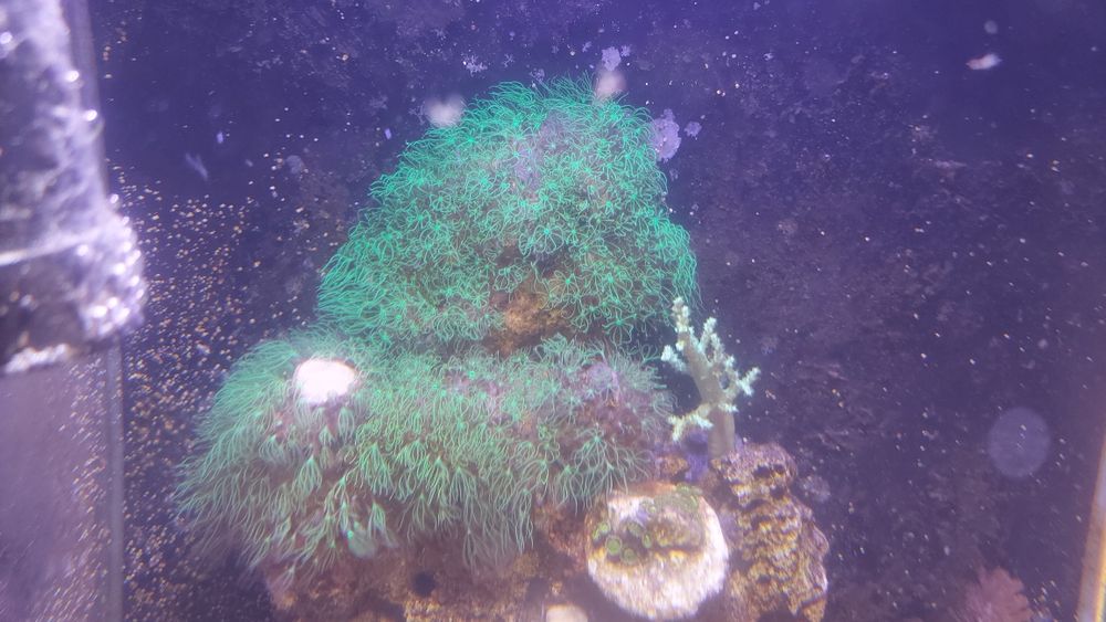 Sprzedam pachyclavularie fluo na skałce ,morskie