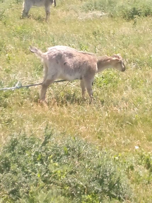 Продам козочек,недорого