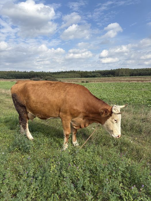 Krowa simentalka zacielona