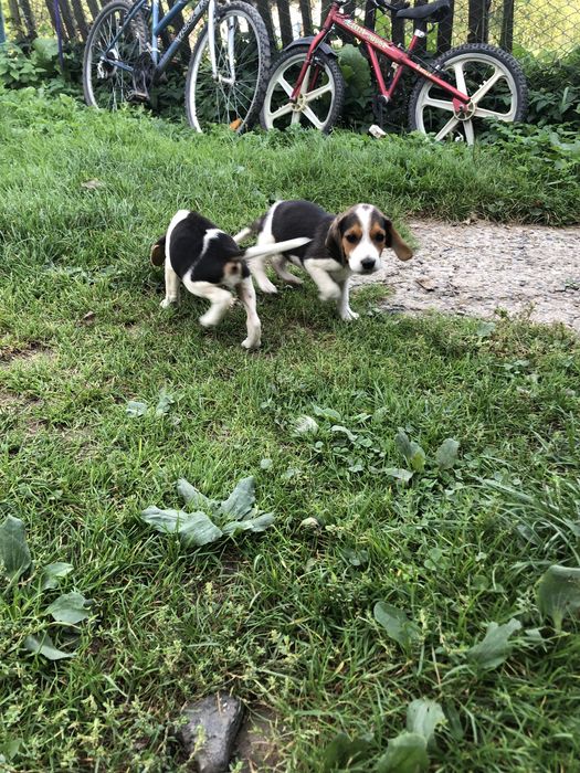 Естонці щенята