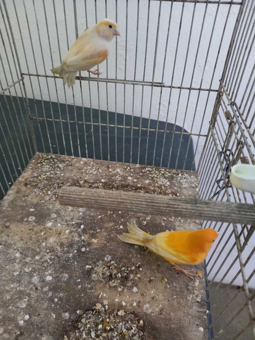 Casal de Canários 2025