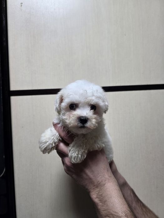 Фризе Бишон щенки